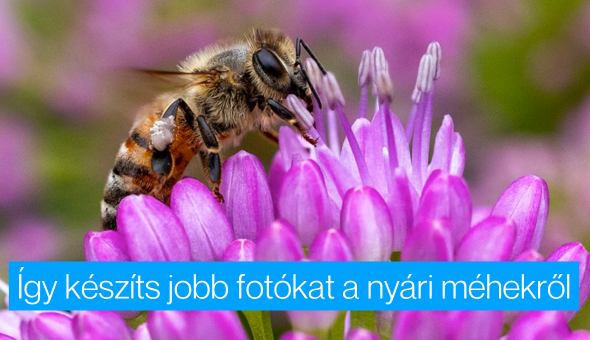 Így készíts jobb fotókat a nyári méhekről 