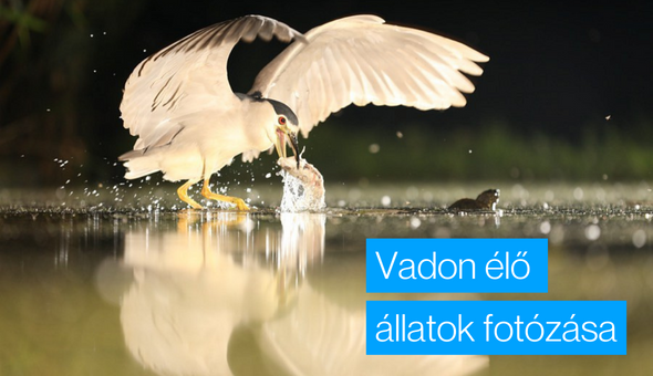 TOP 5+1 tipikus hiba a vadon élő állatok fényképezésében