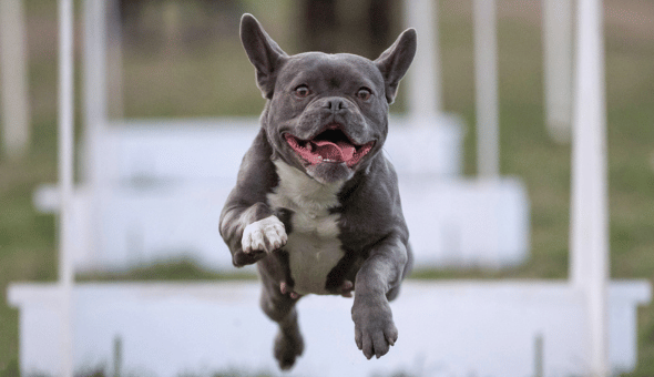 Beszámoló - Canon - Flyball kutyás edzés fotózás