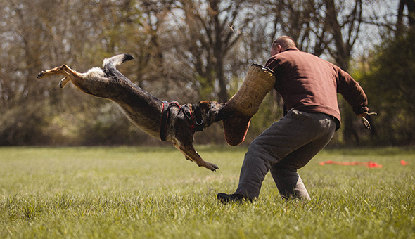 Kutyák akcióban élménybeszámoló